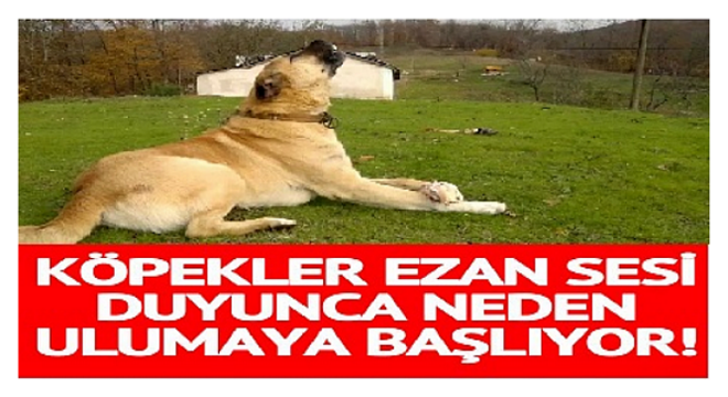 Kaleci Volkan'a küfür eden taraftara hapis cezası istemi