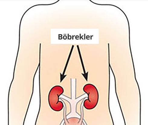 Böbrek Hastalığının 7 Beliirtisi galerisi resim 2
