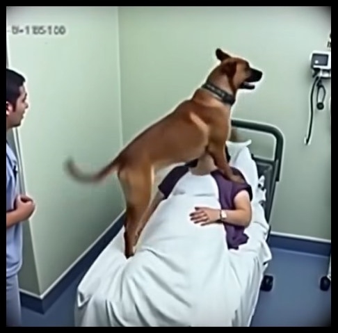 Köpeği sahibine veda etmek için getirdiler galerisi resim 1