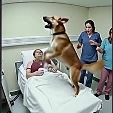 Köpeği sahibine veda etmek için getirdiler galerisi resim 2