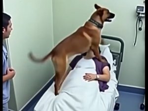 Köpeği sahibine veda etmek için getirdiler