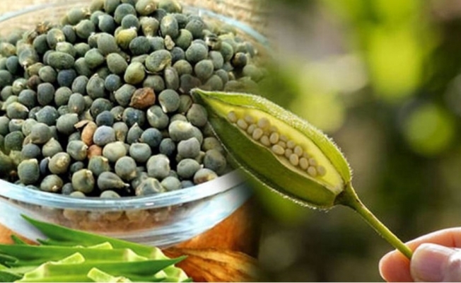 Bamya tohumunun mucizevi faydaları! galerisi resim 1