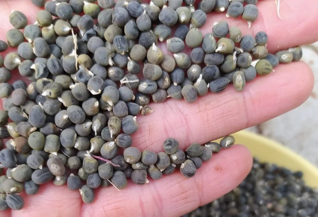 Bamya tohumunun mucizevi faydaları! galerisi resim 3