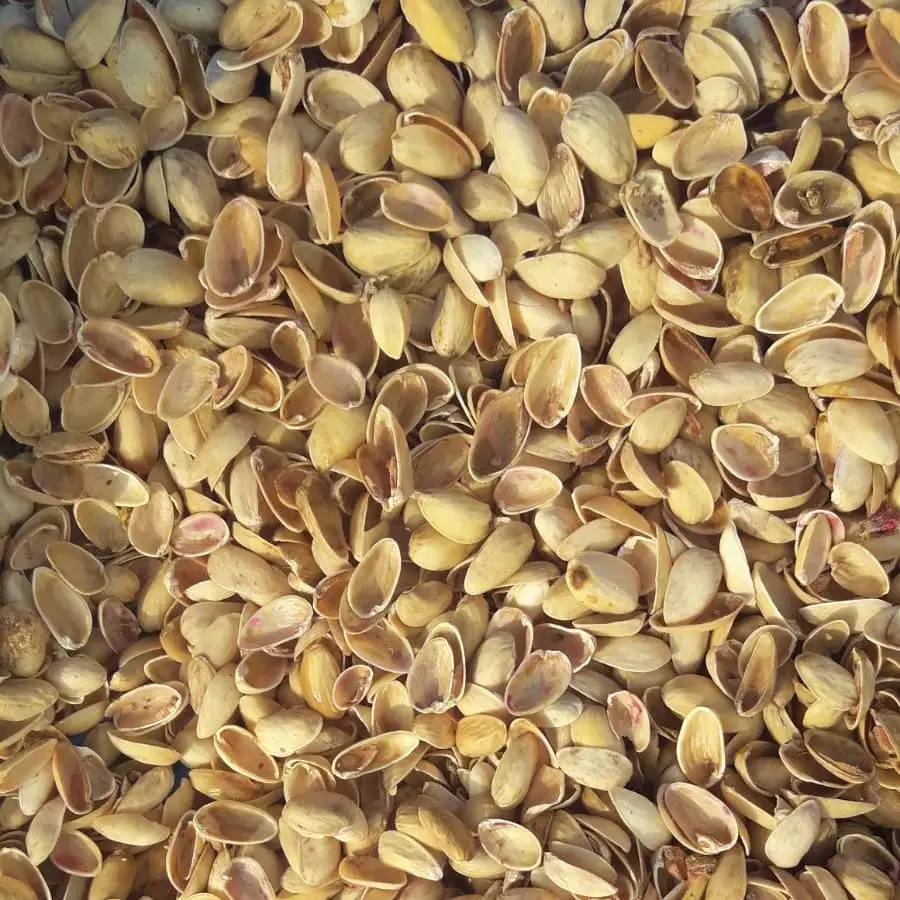 Antep Fıstığı Kabuklarının Gizli Gücü galerisi resim 4