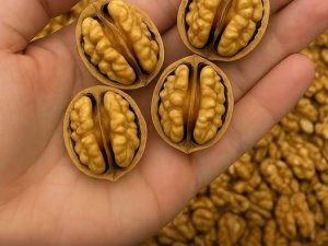 Doktorlar ceviz yemenin neden olduğunu açıkladı..