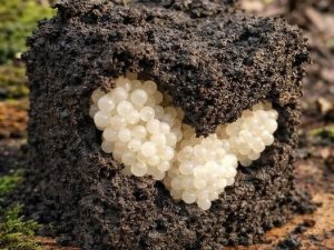 Bahçede garip bir şey buldum .