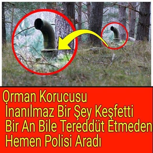 Orman Korucusu İnanılmaz Bir Şey Keşfetti galerisi resim 1