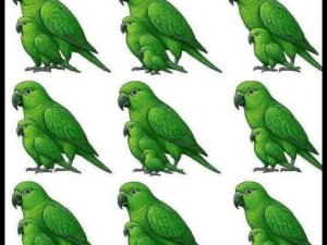 Zihinsel Yaşınızı Öğrenin