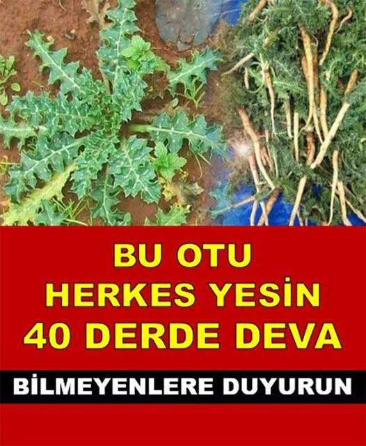 BU OTU HERKES YESİİNN 40 DERDE DEVVAA