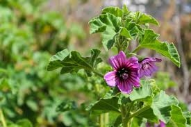 Her yerde yetişiyor ama çoğu insan bu meyvenin gerçek bir hazine olduğun galerisi resim 2