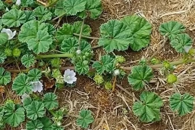 Her yerde yetişiyor ama çoğu insan bu meyvenin gerçek bir hazine olduğun galerisi resim 3