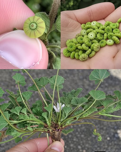 Her yerde yetişiyor ama çoğu insan bu meyvenin gerçek bir hazine olduğun