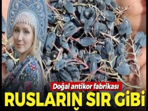 Doğal antikor fabrikası