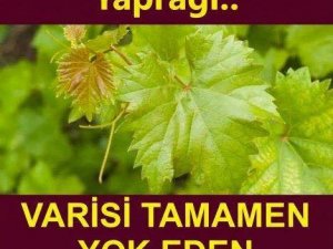Varisi Tamamen Yok Ediyor