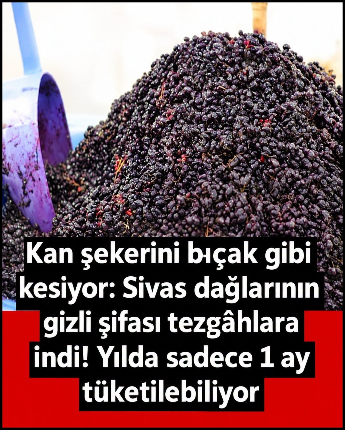 Sivas’ın Yüksek Dağlarında Yılda Sadece 1 Ay Yetişiyor