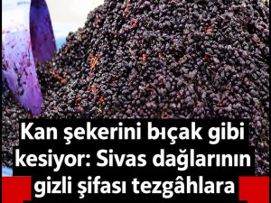 Sivas’ın Yüksek Dağlarında Yılda Sadece 1 Ay Yetişiyor