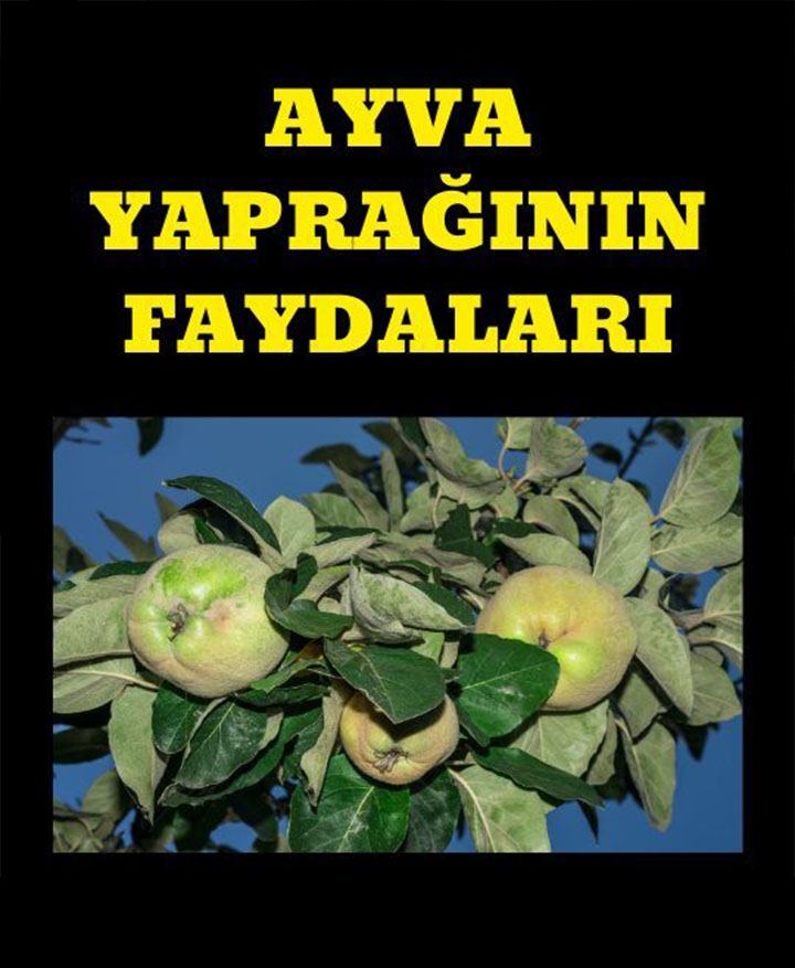 Ayva Yaprağının Faydaları galerisi resim 1