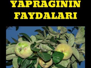 Ayva Yaprağının Faydaları