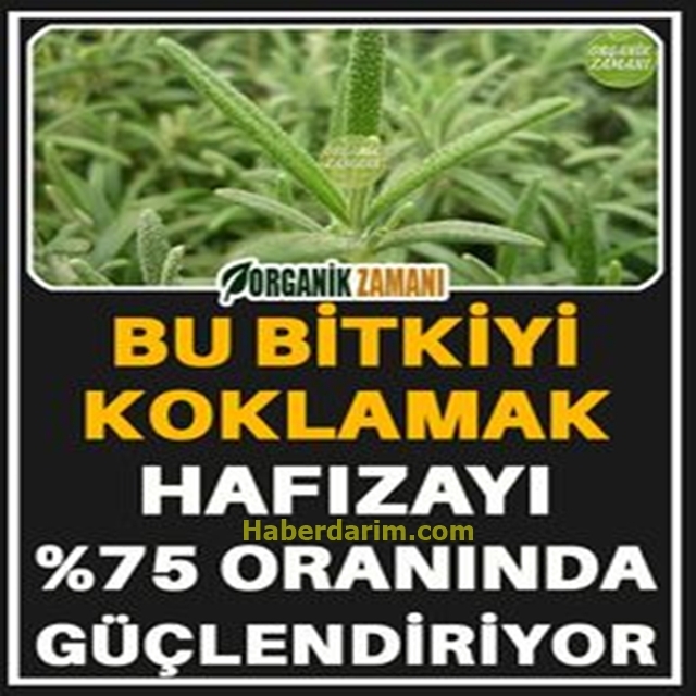 Koklandığında Zekayı Geliştiren Bitki galerisi resim 1