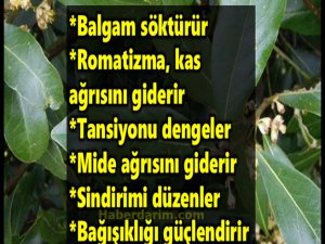 Öksürüğü Giderir, Şişkinliği Önler, Tam Bir Şifa Kaynağı