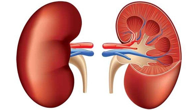 Böbreklerinizde Sorun Olduğunun 8 Belirtisi galerisi resim 2