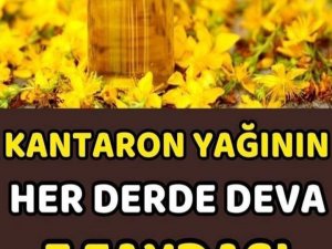 Hücre yenileyici kantaron yaginin faydalari