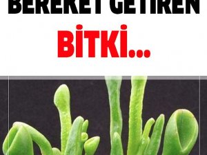 Her Evde Olması Gereken Bu Bitki Evinize Para Getirecek