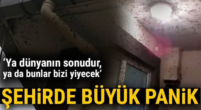 ‘Ya dünyanın sonudur, ya da bunlar bizi yiyecek’