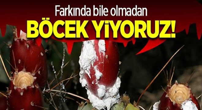 Farkında Bile Olmadan Böcek Yiyoruz