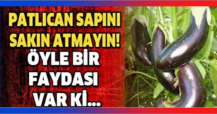 SAKIN PATLICANIN SAPINI ATMAYIN OKUYUNCA ÖĞRENDİKLERİNİZE ÇOK ŞAŞIRACAKSINIZ