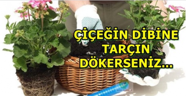 Çiçeğinizin dibine tarçın dökerseniz Ne olur ?