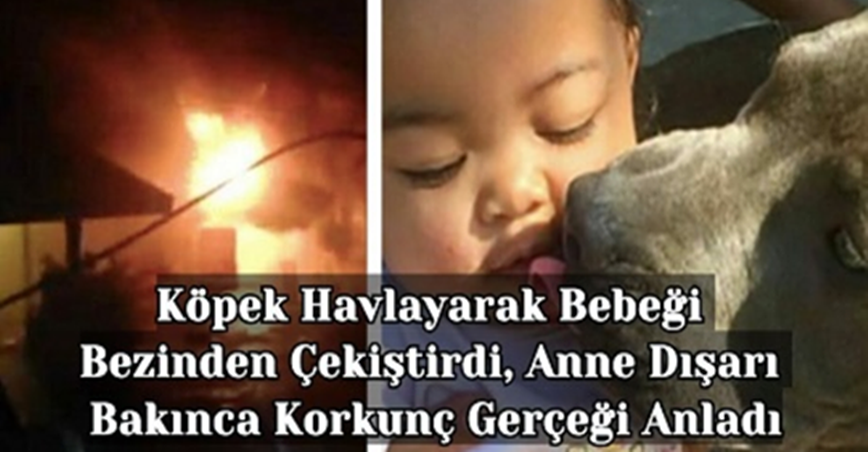 Köpek Havlayarak Bebeği Bezinden Çekiştirdi, Anne Dışarı Bakınca Korkunç Gerçeği Anladı