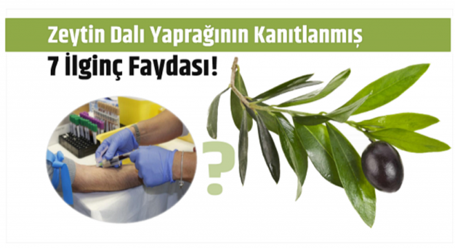 Zeytin Dalı Yaprağının Kanıtlanmış 7 İlginç Faydası!