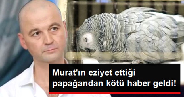 Murat Özdemir’in E-z-i-yet Ettiği Papağan Bahtiyar Malesef
