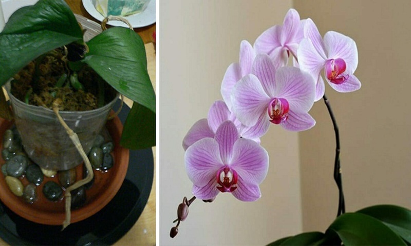 Orkideniz Çiçek Açmıyor ve Soluyor mu? – Bu Yöntemi Deneyerek İki Haftada Orkidenizin Çiçek Açmasını Sağlayın