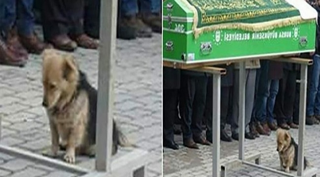 Evden Kaçan Köpeğin Nereye Gittiğini Görünce Gözyaşlarını Tutamadı