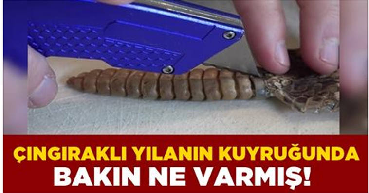 ÇINGIRAKLI YILANIN KUYRUĞUNDAN ÇIKAN ŞAŞIRTTI