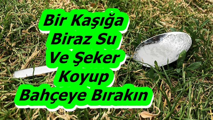 Bir kaşığa biraz su ve şeker koyup bahçeye bırakırsanız...