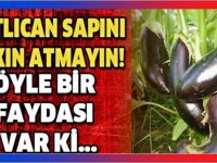 SAKIN PATLICANIN SAPINI ATMAYIN OKUYUNCA ÖĞRENDİKLERİNİZE ÇOK ŞAŞIRACAKSINIZ