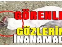 Bu Görüntü Aydın'dan Görenleri Hayrete Düştü