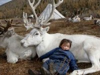 Moğolistan’daki Saklı Dukha Kabilesinin Gerçek Olamayacak Kadar B-üyülü Hikayesi Ve 14 Fotoğraf