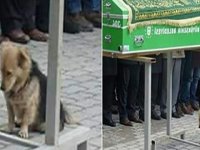 Evden Kaçan Köpeğin Nereye Gittiğini Görünce Gözyaşlarını Tutamadı