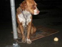 Tabela Direğine Bağlı Halde Bulunan Boynu Bükük Köpeğin Ü-zgün Bakışları Görenlerin Yüreğini Burktu
