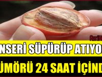 Doğal yollar ile çözüm, 24 saat içinde etkisiz hale getiriyor