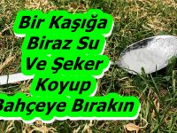 Bir kaşığa biraz su ve şeker koyup bahçeye bırakırsanız...